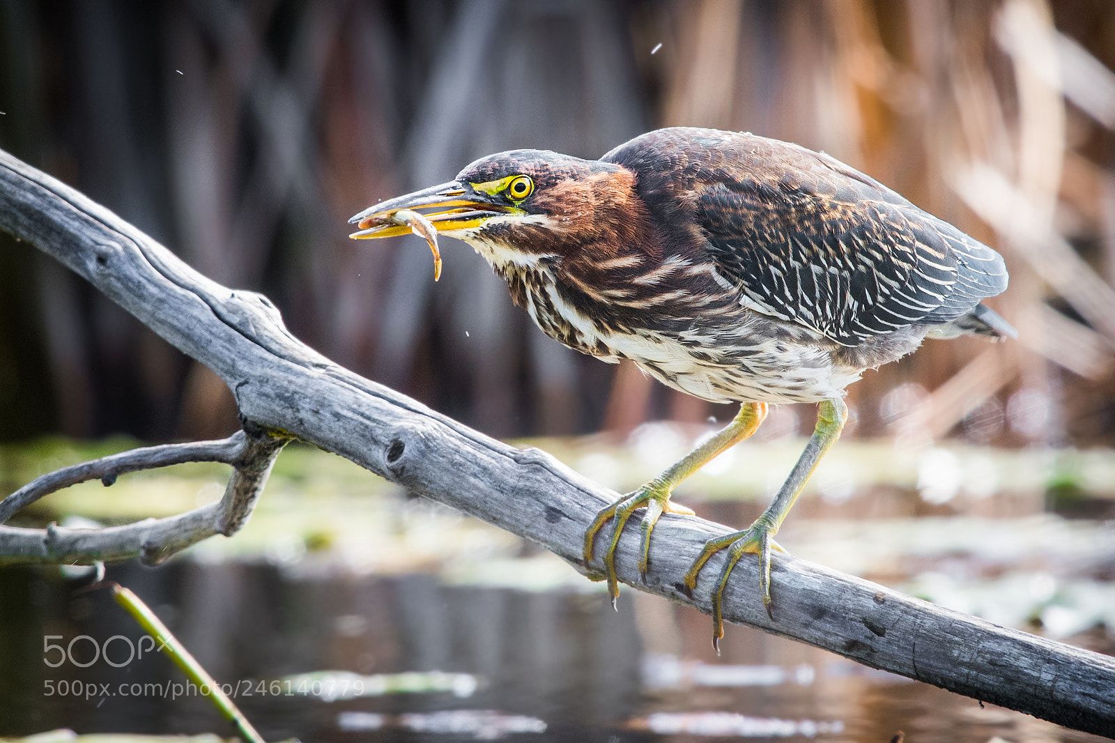 Nikon D500 sample photo. Green heron photography