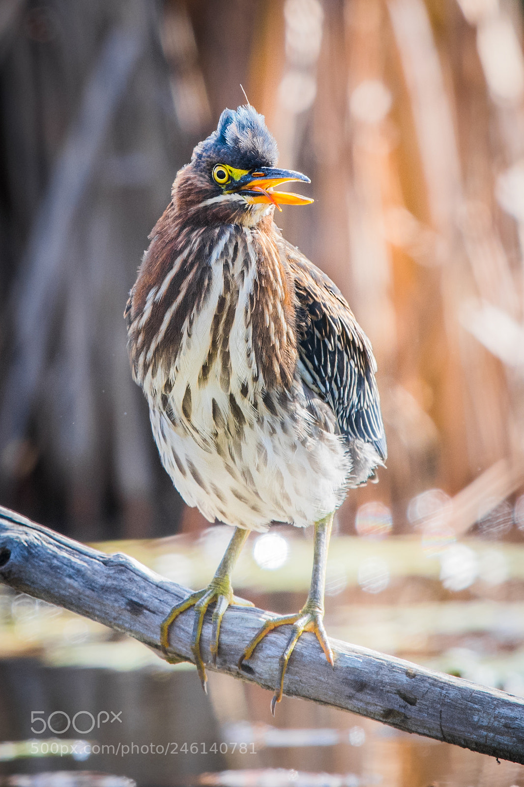 Nikon D500 sample photo. Green heron photography