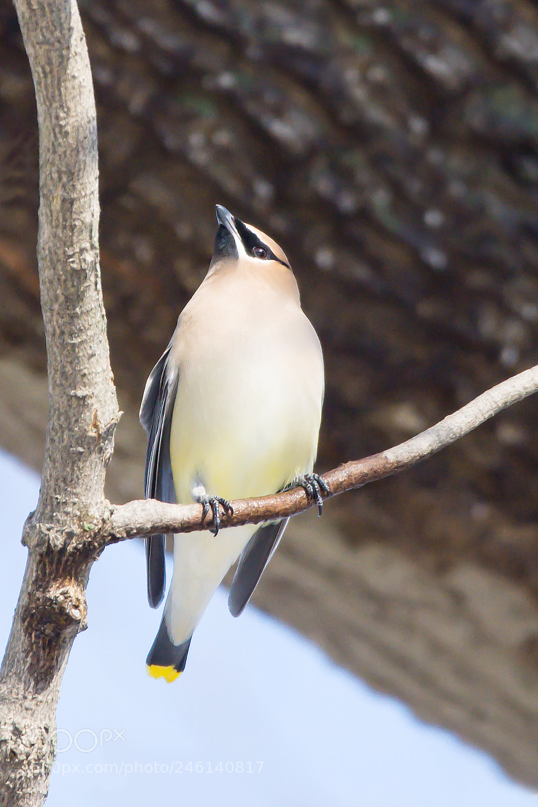 Nikon D7200 sample photo. Cedar waxwing 01 photography