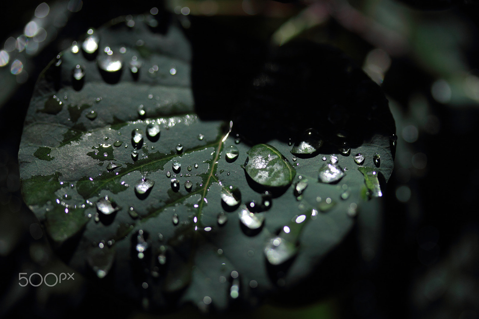 Canon EF-S 60mm F2.8 Macro USM sample photo. Raindrops photography