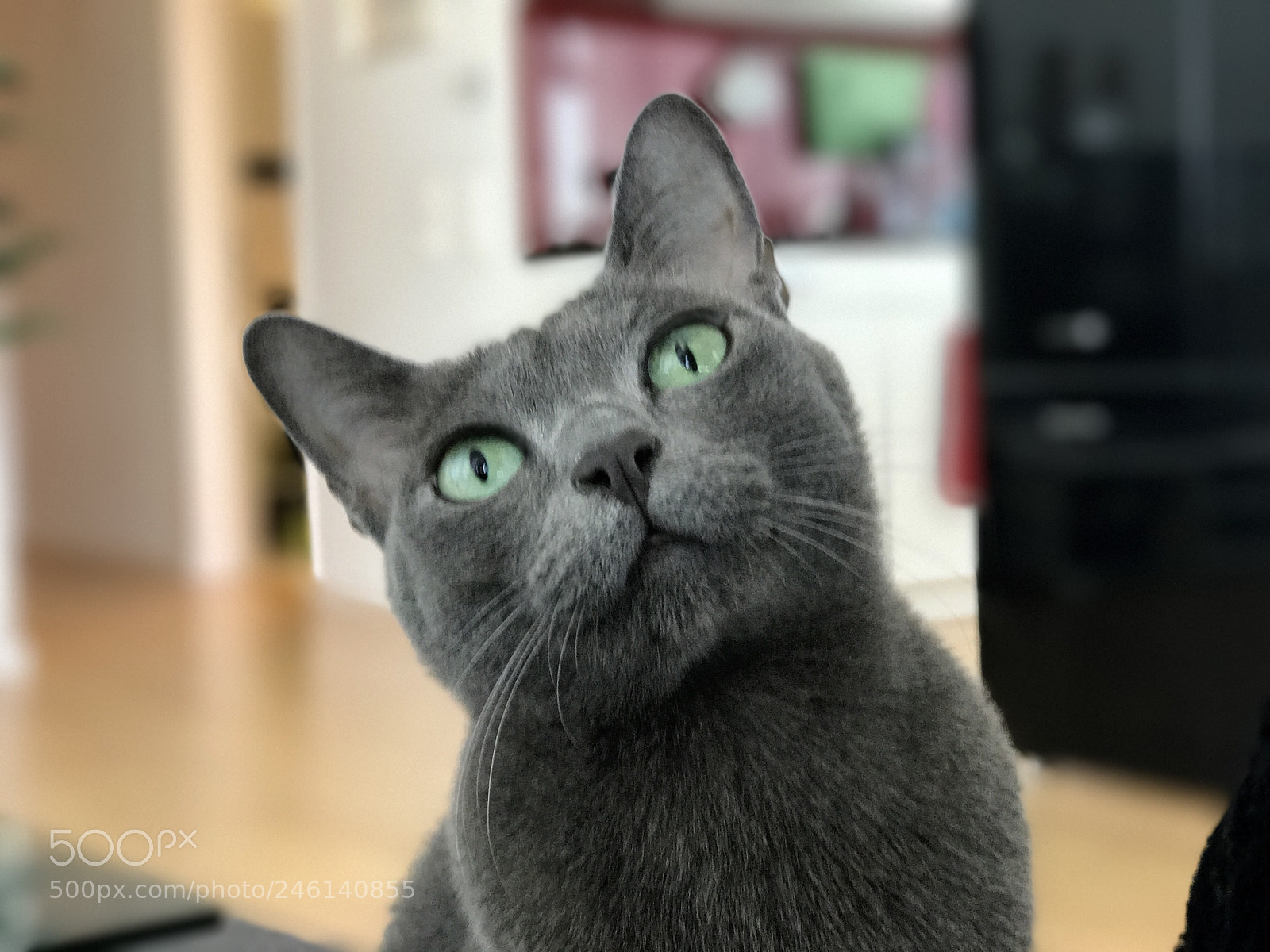 Apple iPhone 7 Plus sample photo. Untitled photography