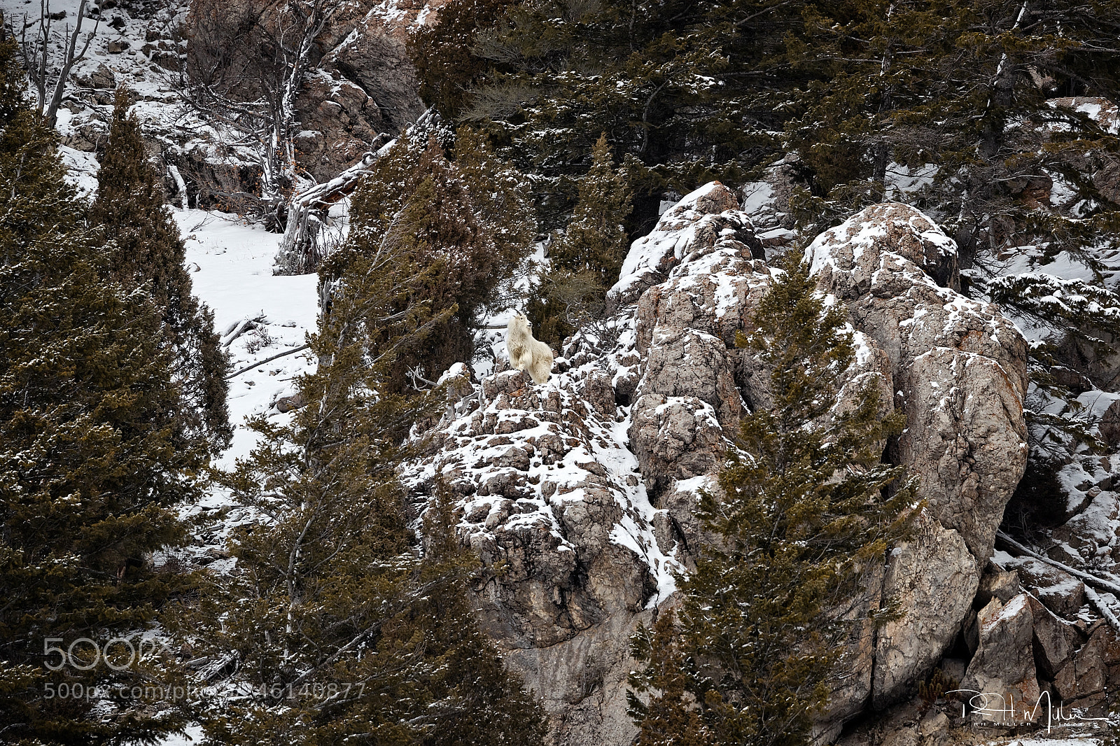 Canon EOS-1D X Mark II sample photo. Rock climber photography