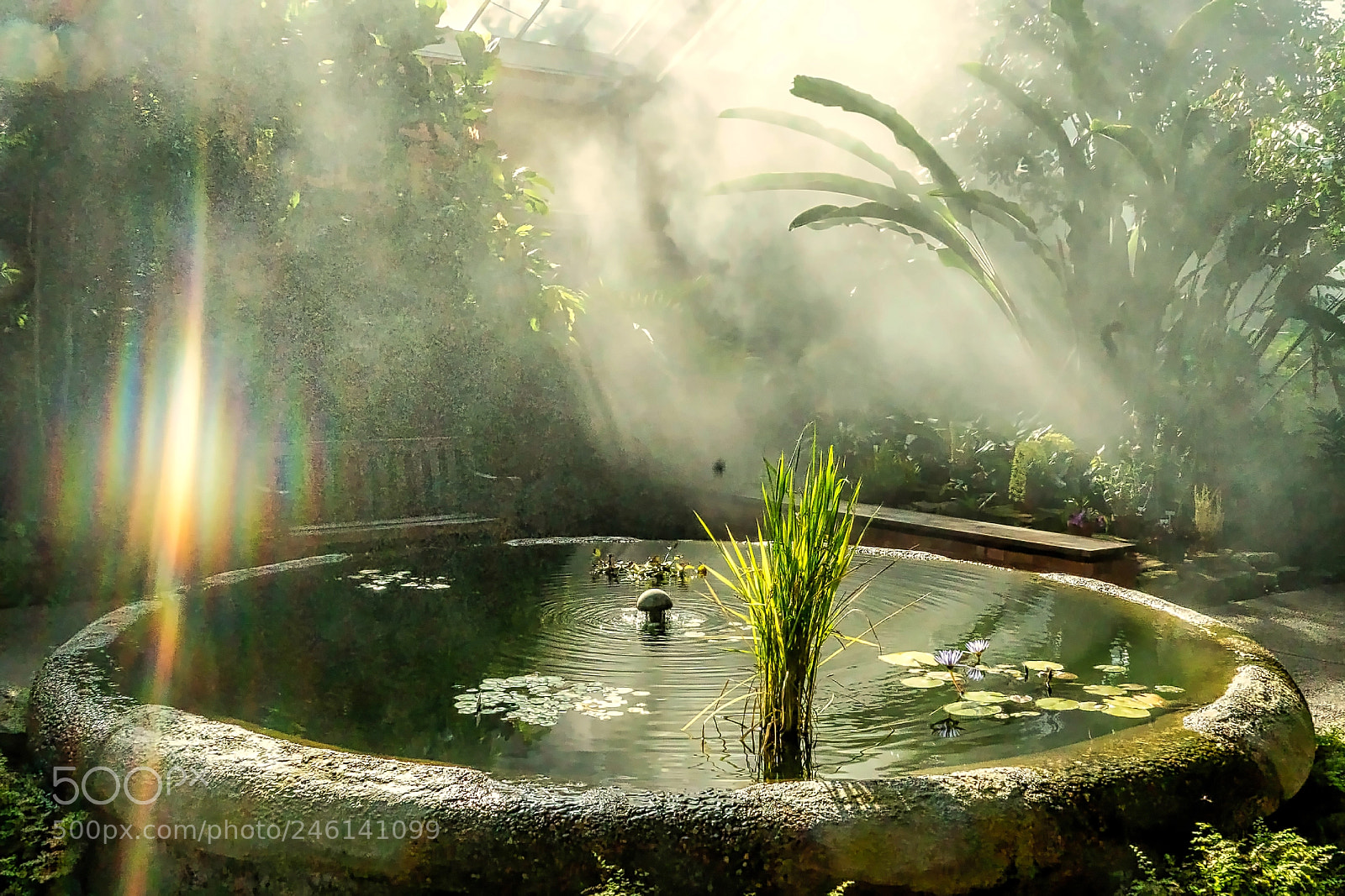 Sony a9 sample photo. In the mist photography