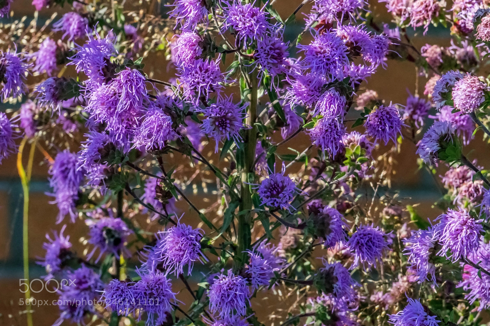 Sony a9 sample photo. Purple plumes photography