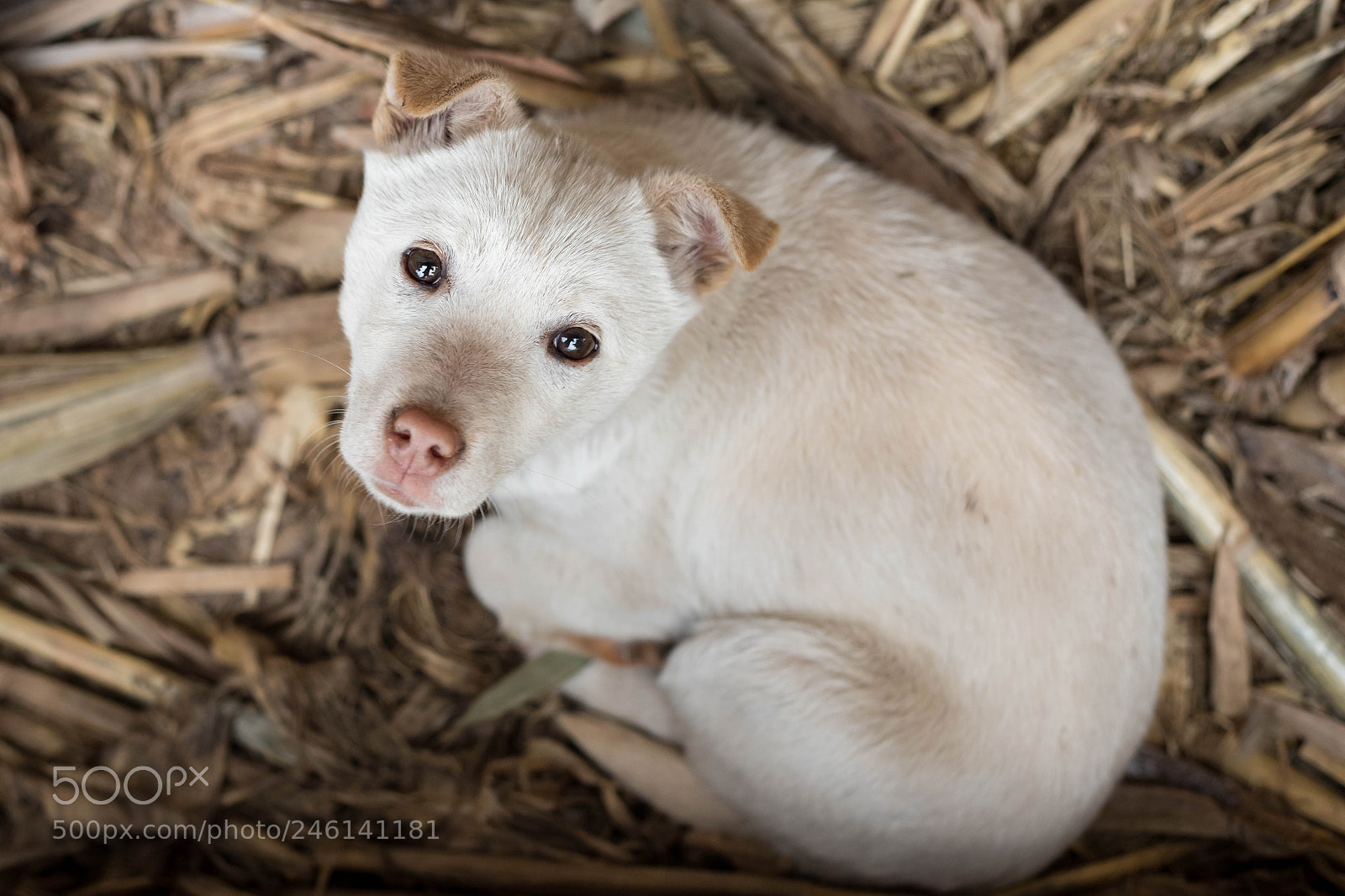 Canon EOS 6D Mark II sample photo. Untitled photography