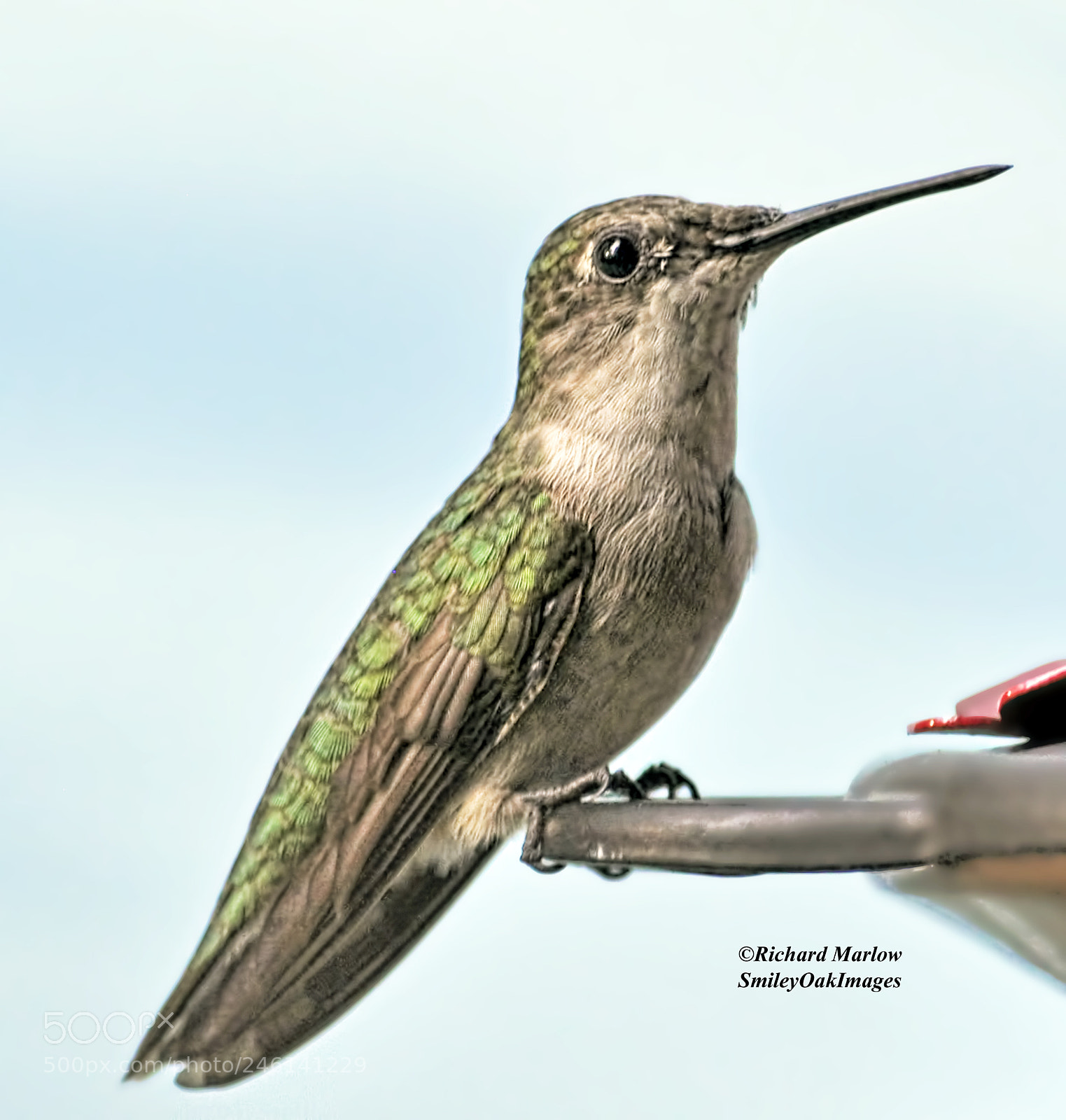 Nikon D5000 sample photo. Hummingbird photography