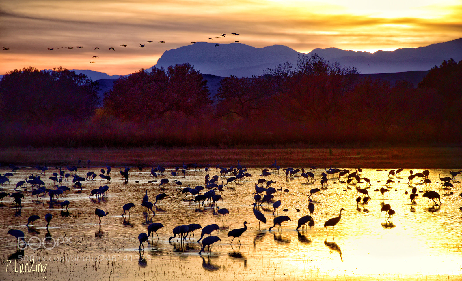 Nikon D810 sample photo. Birdland, new mexico photography