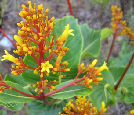 Canon POWERSHOT SD1000 sample photo. Palicourea rigida, rubiaceae, coffe family photography