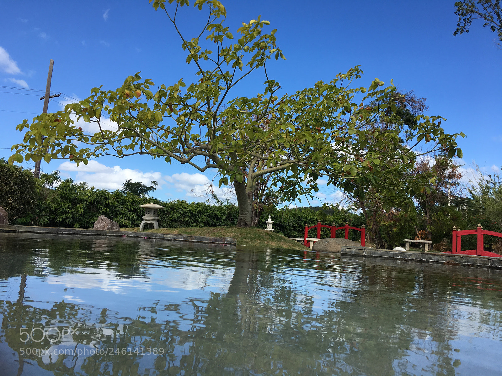 Apple iPhone 6s sample photo. The tree of life photography