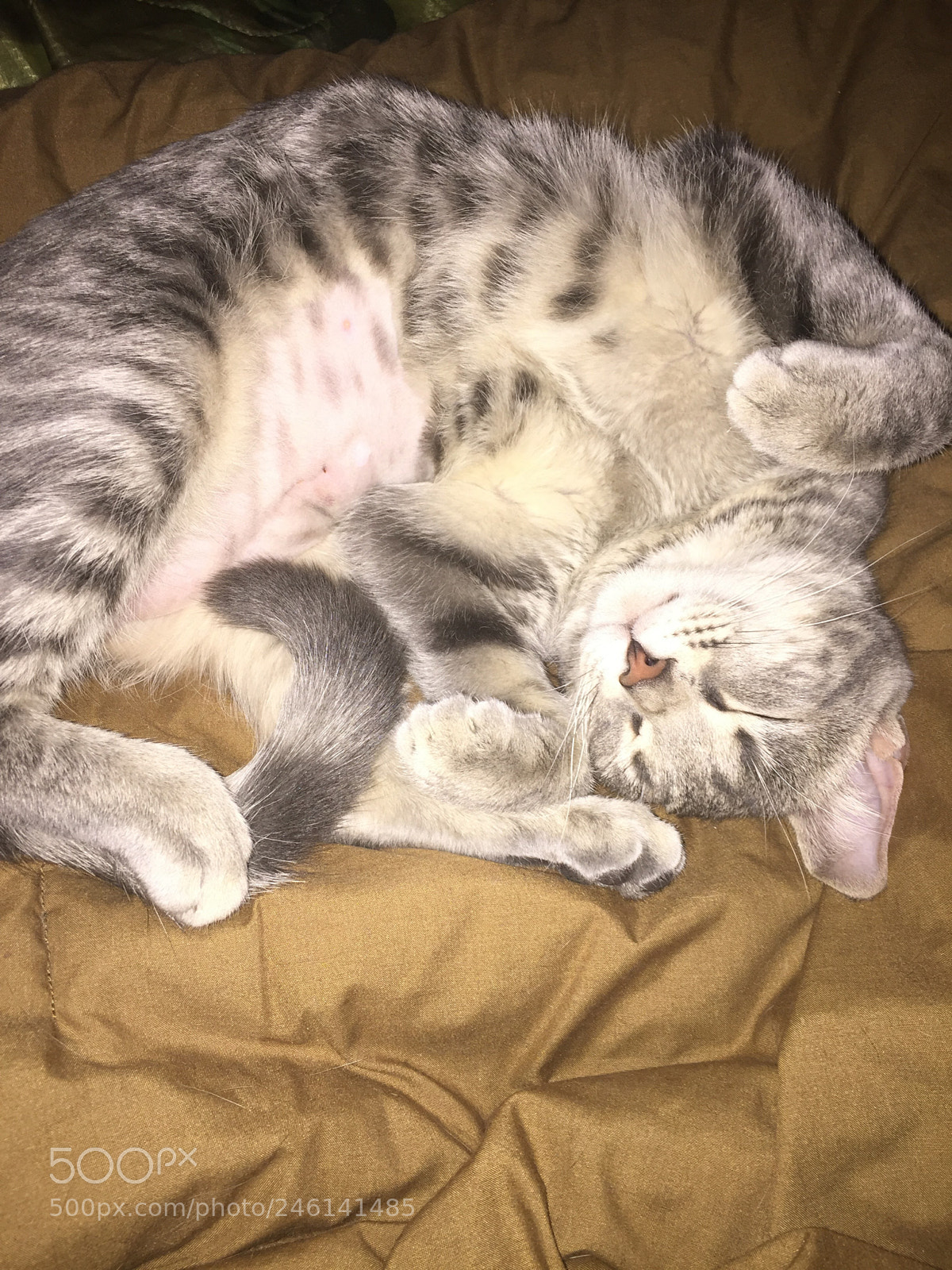 Apple iPhone 6 sample photo. Sleeping kitten photography