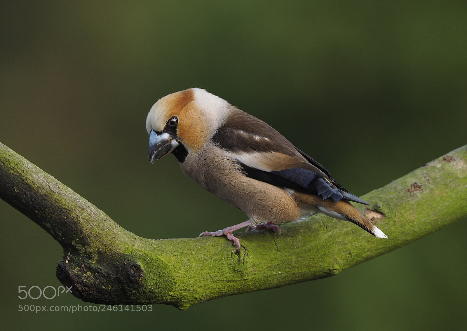 Olympus OM-D E-M1 sample photo. Coccothraustes coccothraustes photography