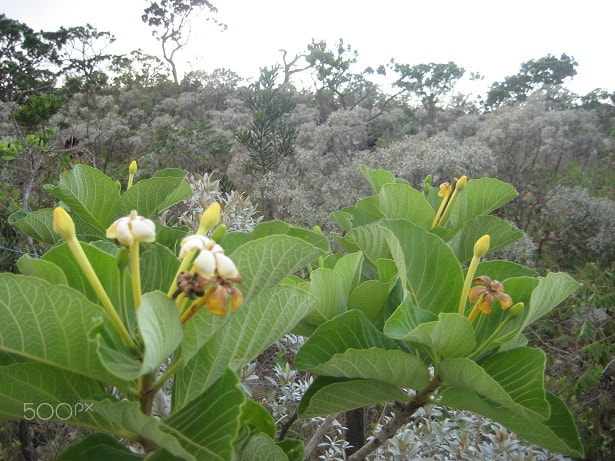 Canon POWERSHOT SD1000 sample photo. Tocoyena formosa, rubiaceae photography