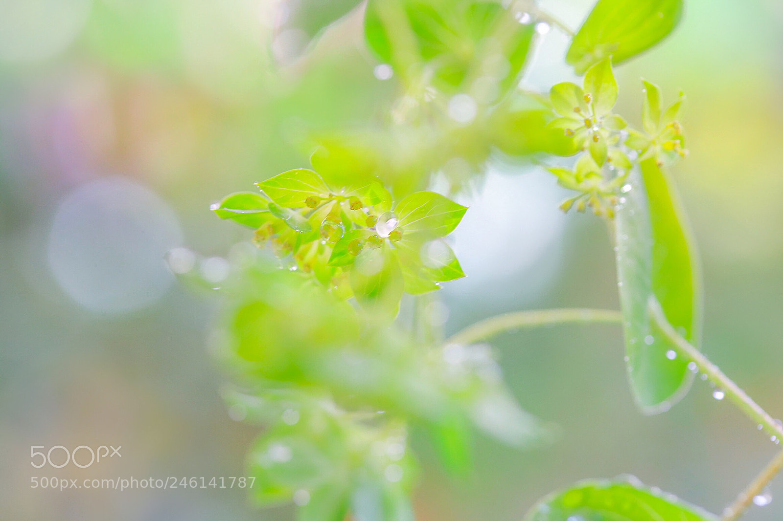Canon EOS 760D (EOS Rebel T6s / EOS 8000D) sample photo. Only the pure in photography
