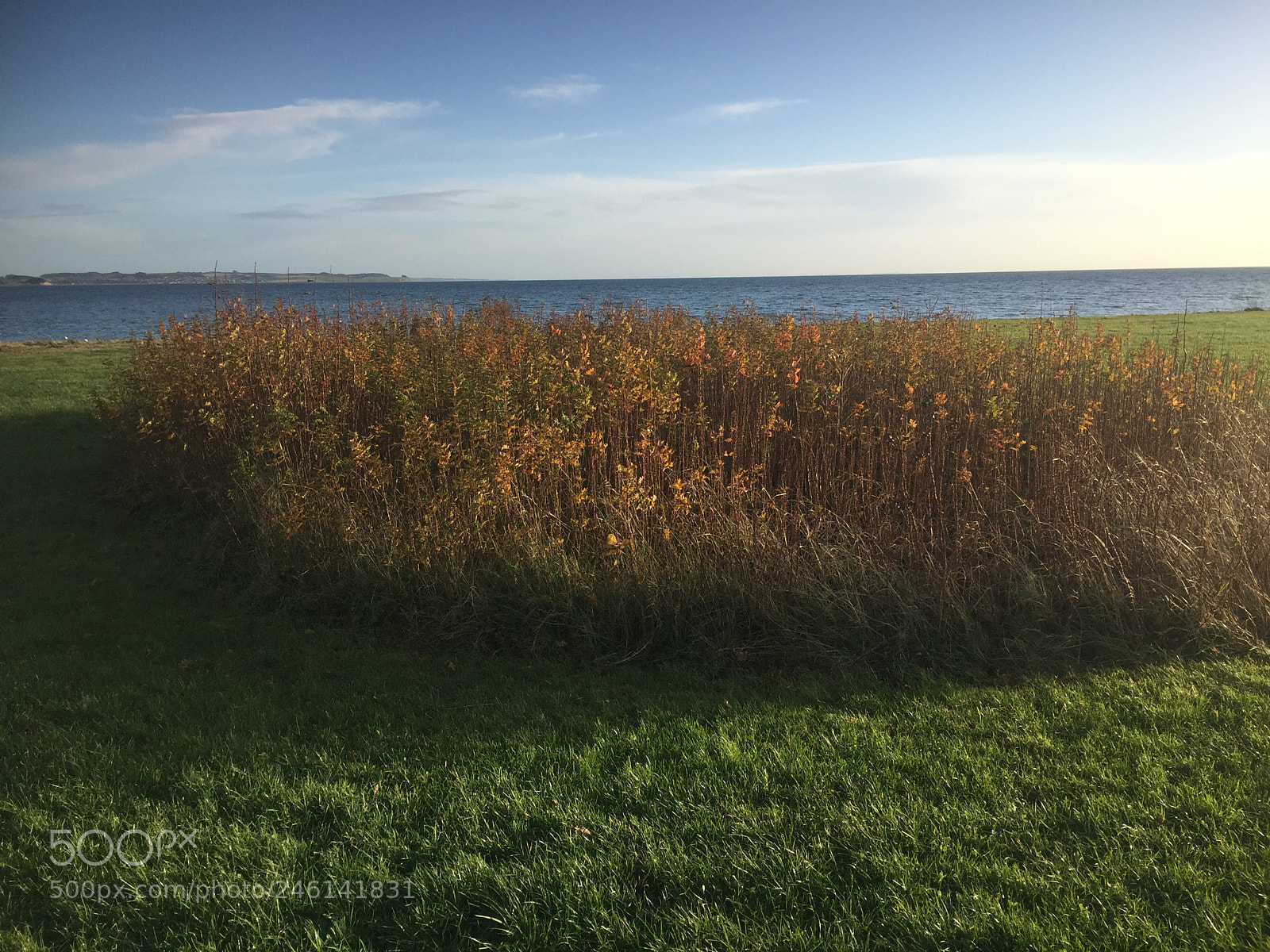 Apple iPhone 6 sample photo. Green green grass of photography