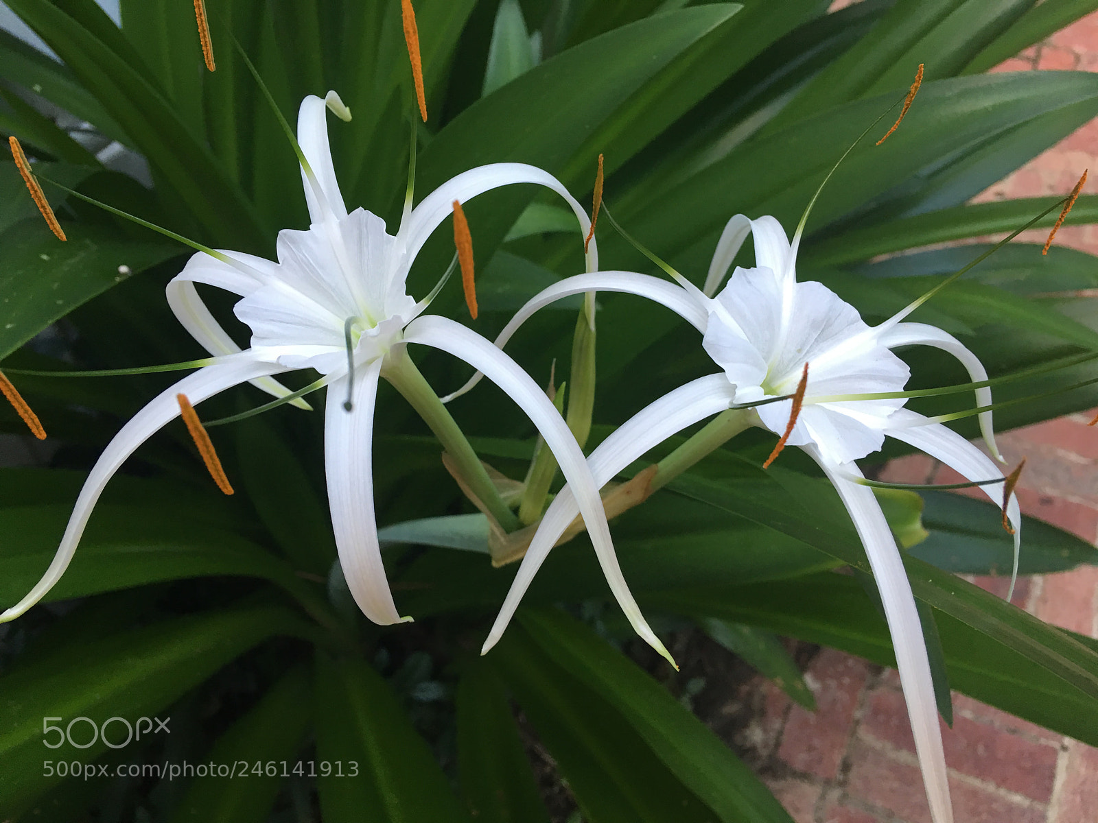 Apple iPhone 6s Plus sample photo. Img photography