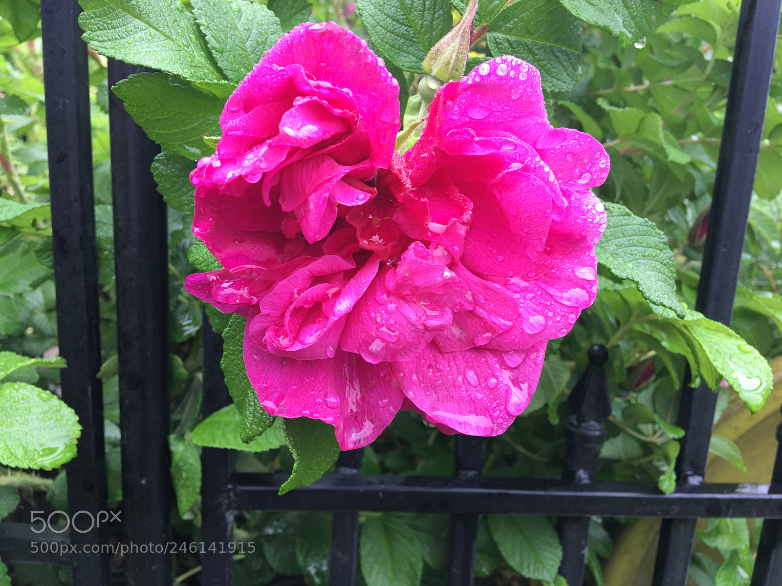 Apple iPhone 6s Plus sample photo. Img photography