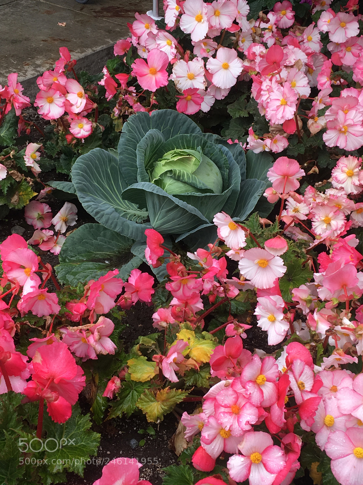 Apple iPhone 6s Plus sample photo. Img photography