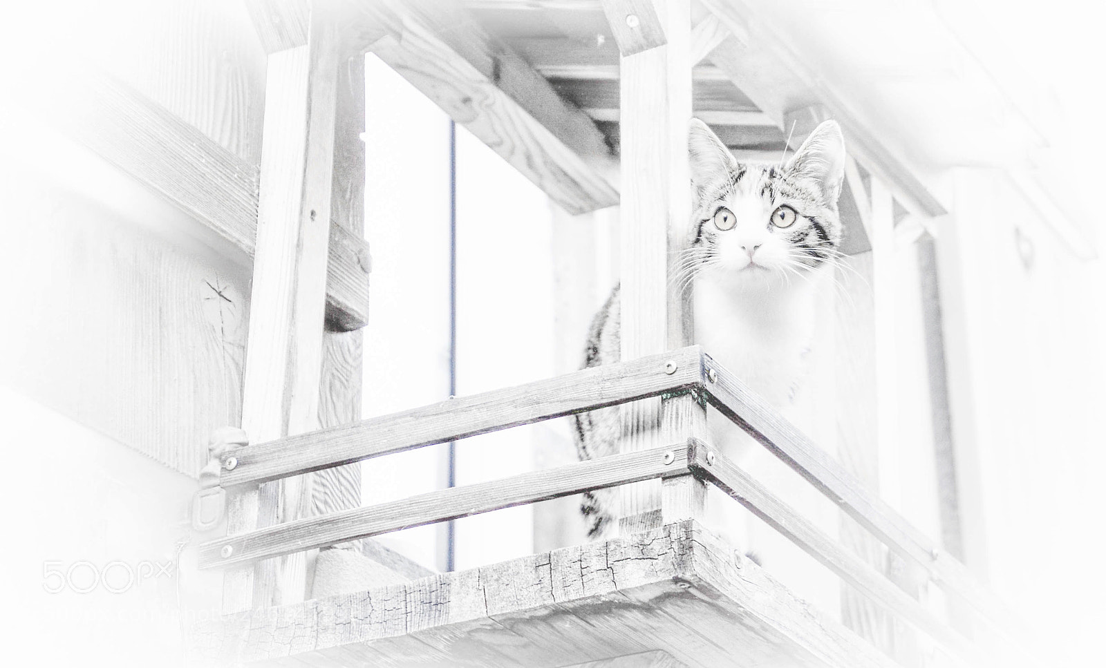 Nikon D5100 sample photo. En clave alta photography