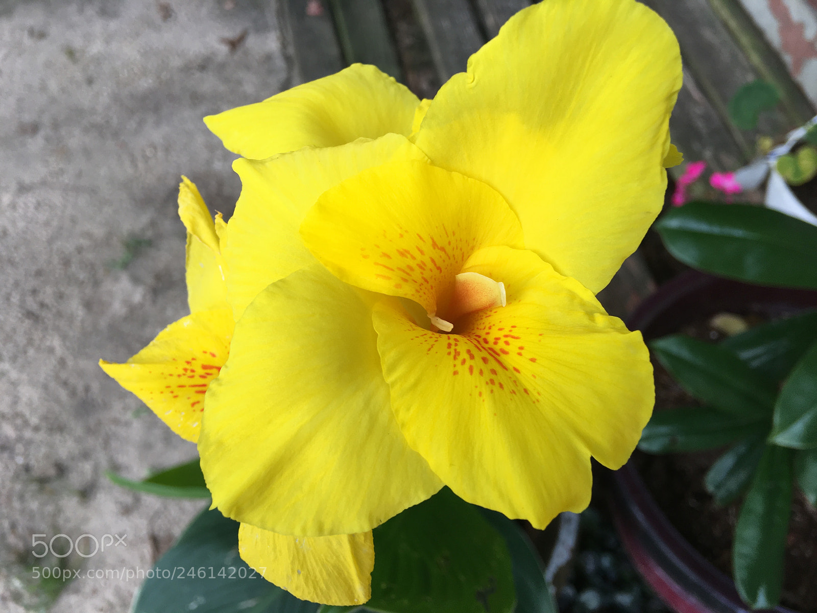 Apple iPhone 6s Plus sample photo. Img photography