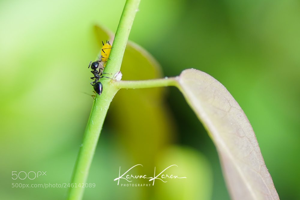 Sony a99 II sample photo. Tiny ant feasting on photography