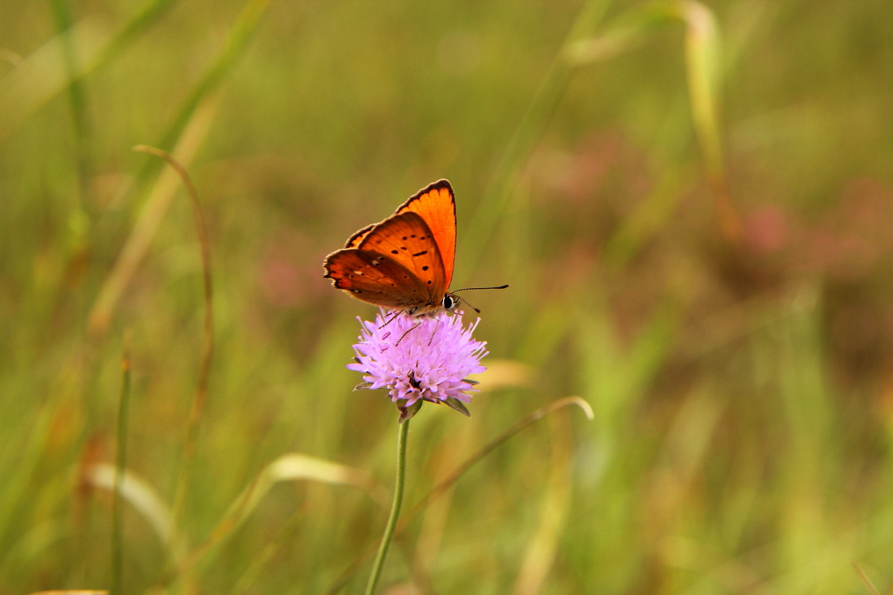 Canon EF-S 17-55mm F2.8 IS USM sample photo. :) photography