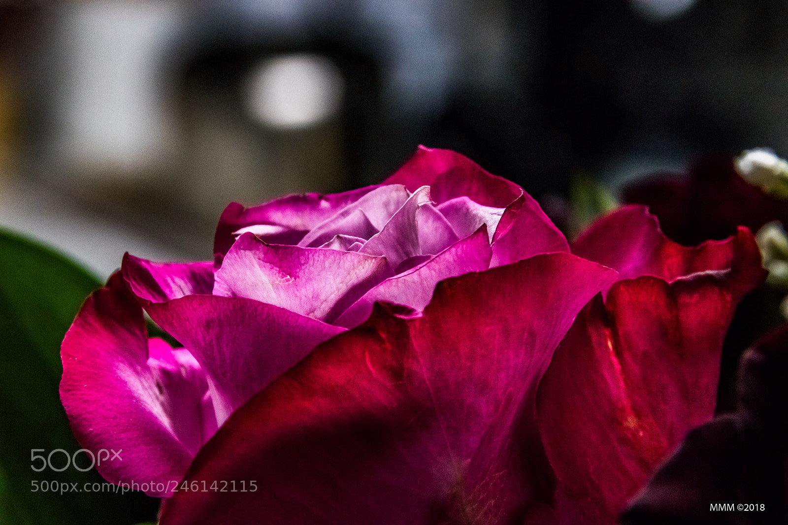 Canon EOS 77D (EOS 9000D / EOS 770D) sample photo. 5 min vday shot photography