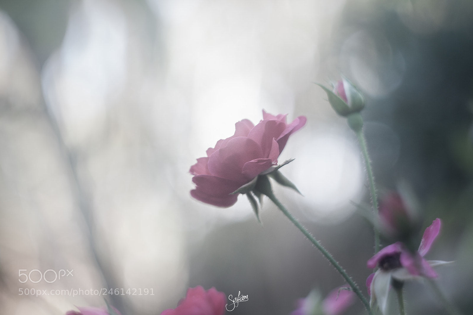 Canon EOS 50D sample photo. 40228344552.jpg photography