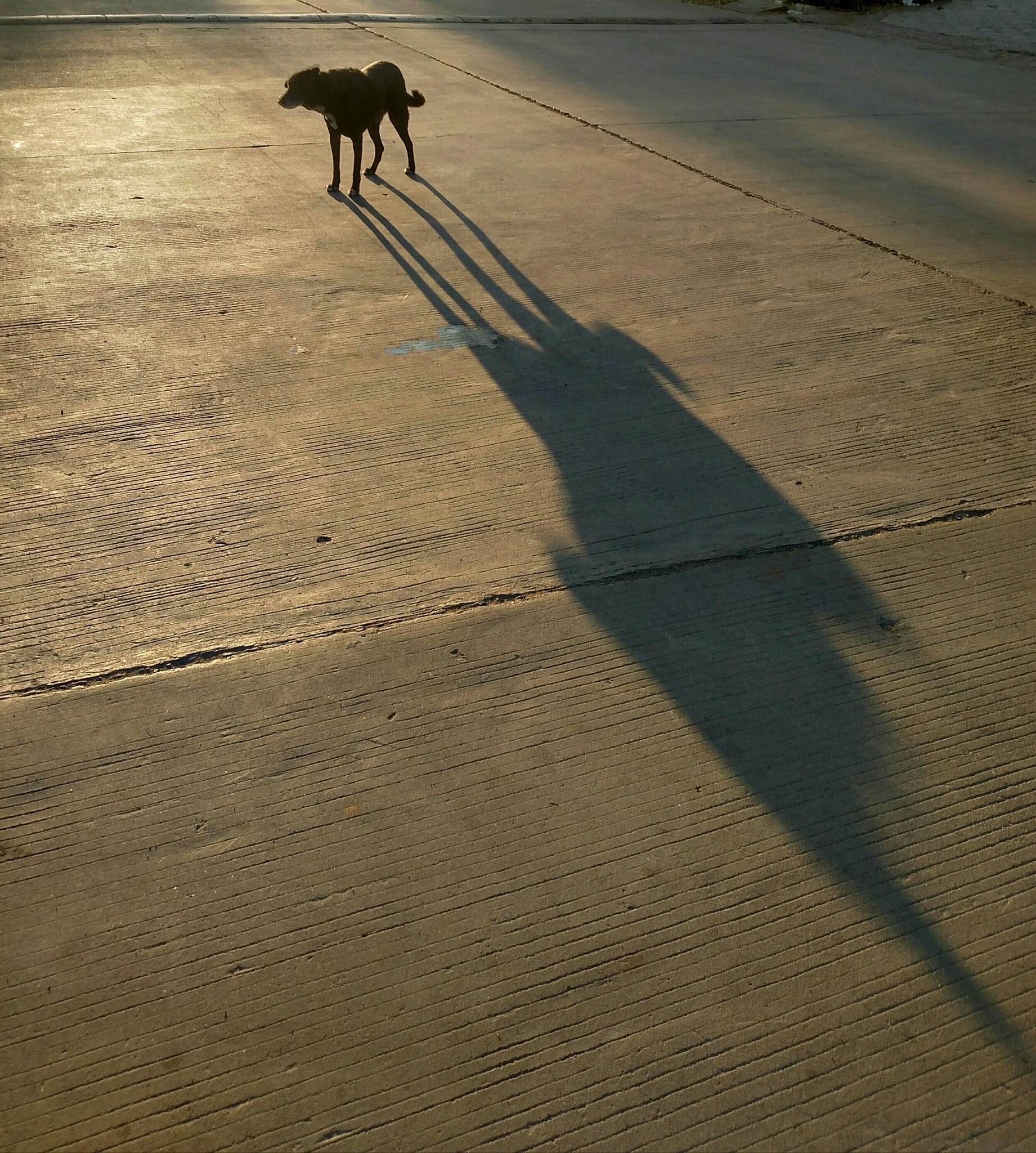Motorola XT1225 sample photo. Larger than life ..... photography