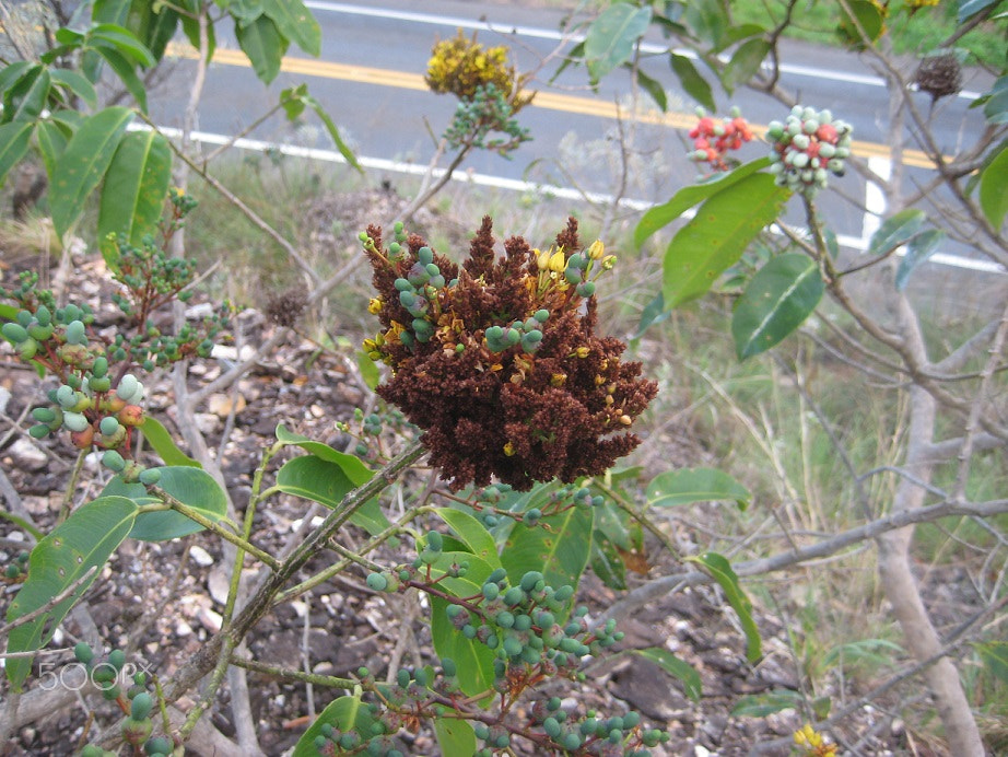 Canon POWERSHOT SD1000 sample photo. Gauls attacking young fruits of ouratea. photography