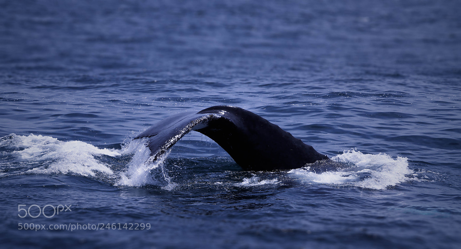 Canon EOS 7D sample photo. Whale fin photography