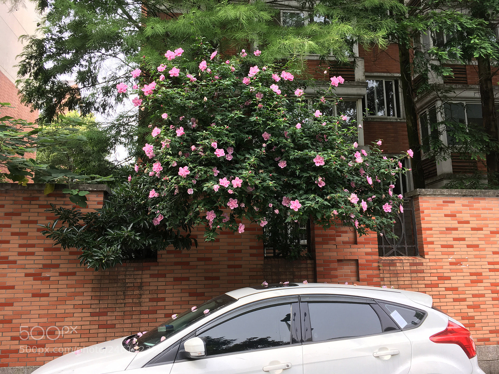 Apple iPhone SE sample photo. 10.jpg photography