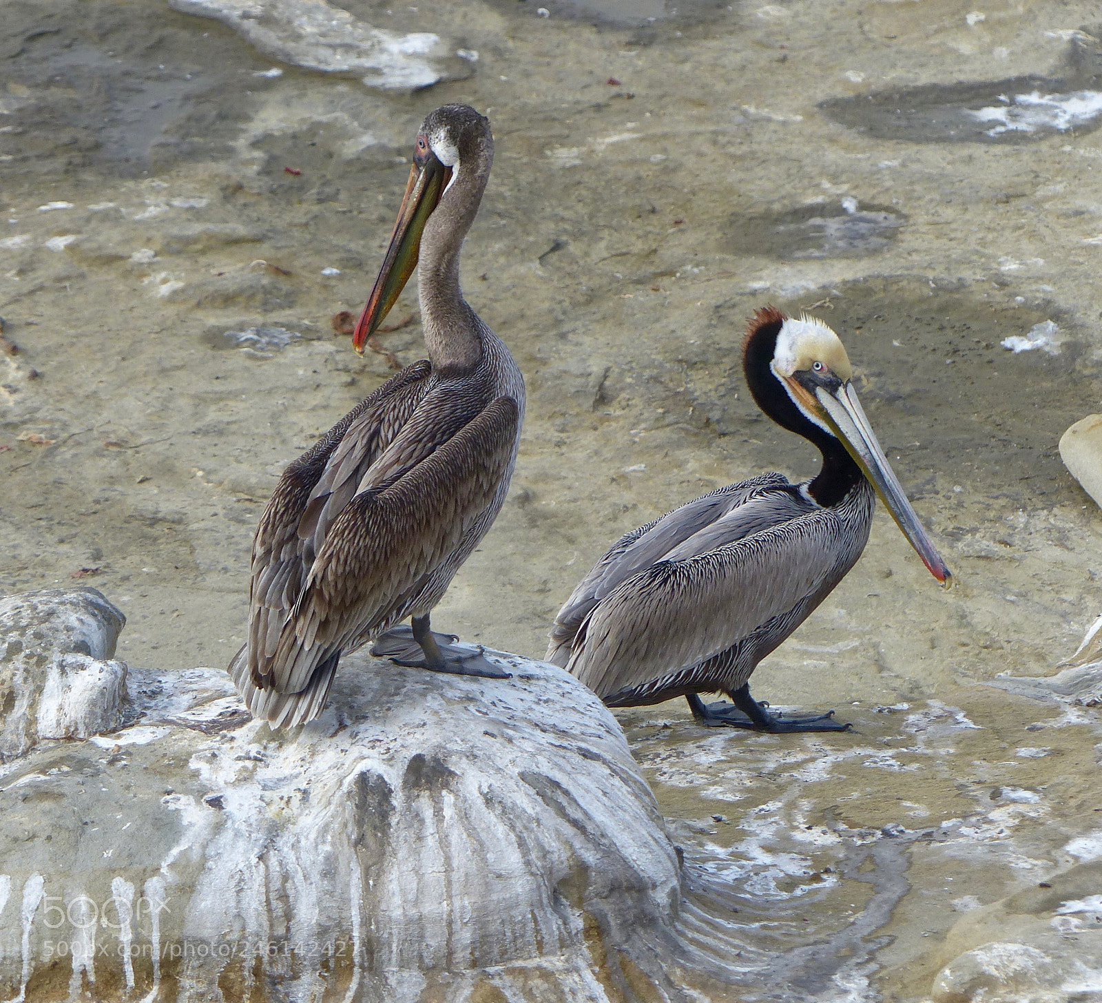 Panasonic Lumix DMC-FZ200 sample photo. A favorite perching rock photography