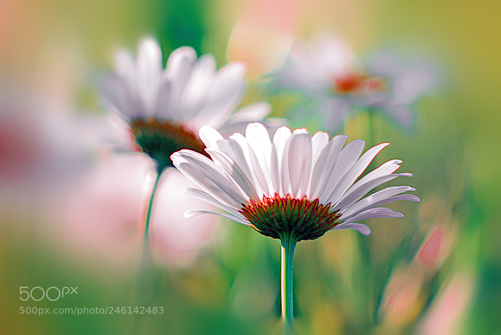 Panasonic Lumix DMC-GF1 sample photo. Daisy days photography
