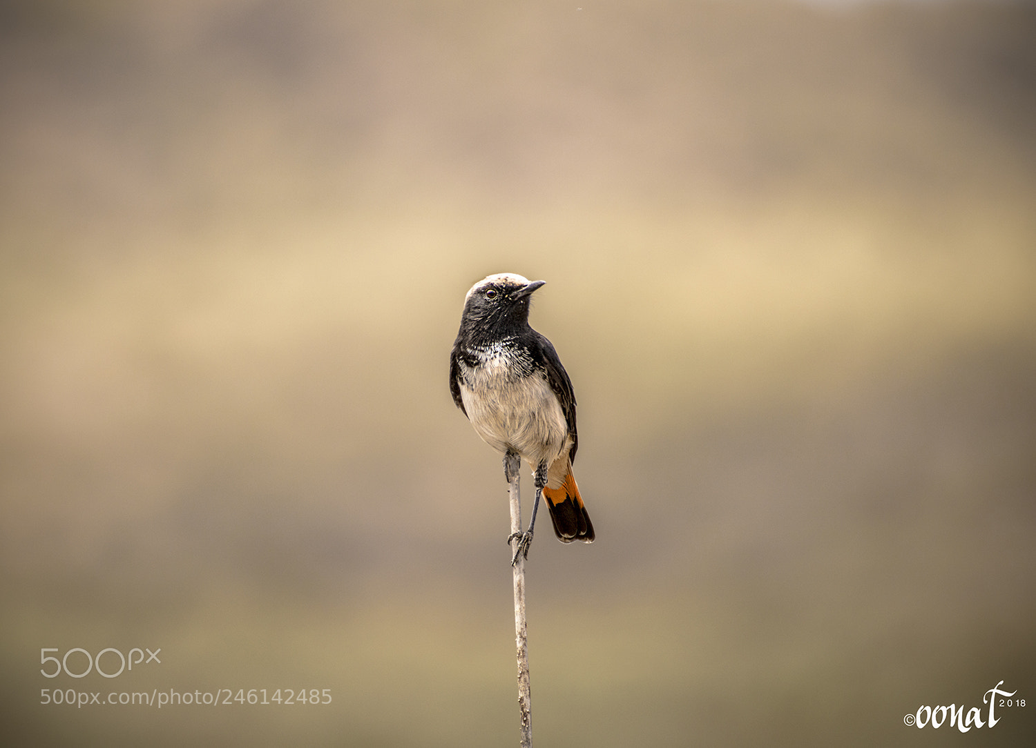 Canon EOS 750D (EOS Rebel T6i / EOS Kiss X8i) sample photo. Bird on stick photography