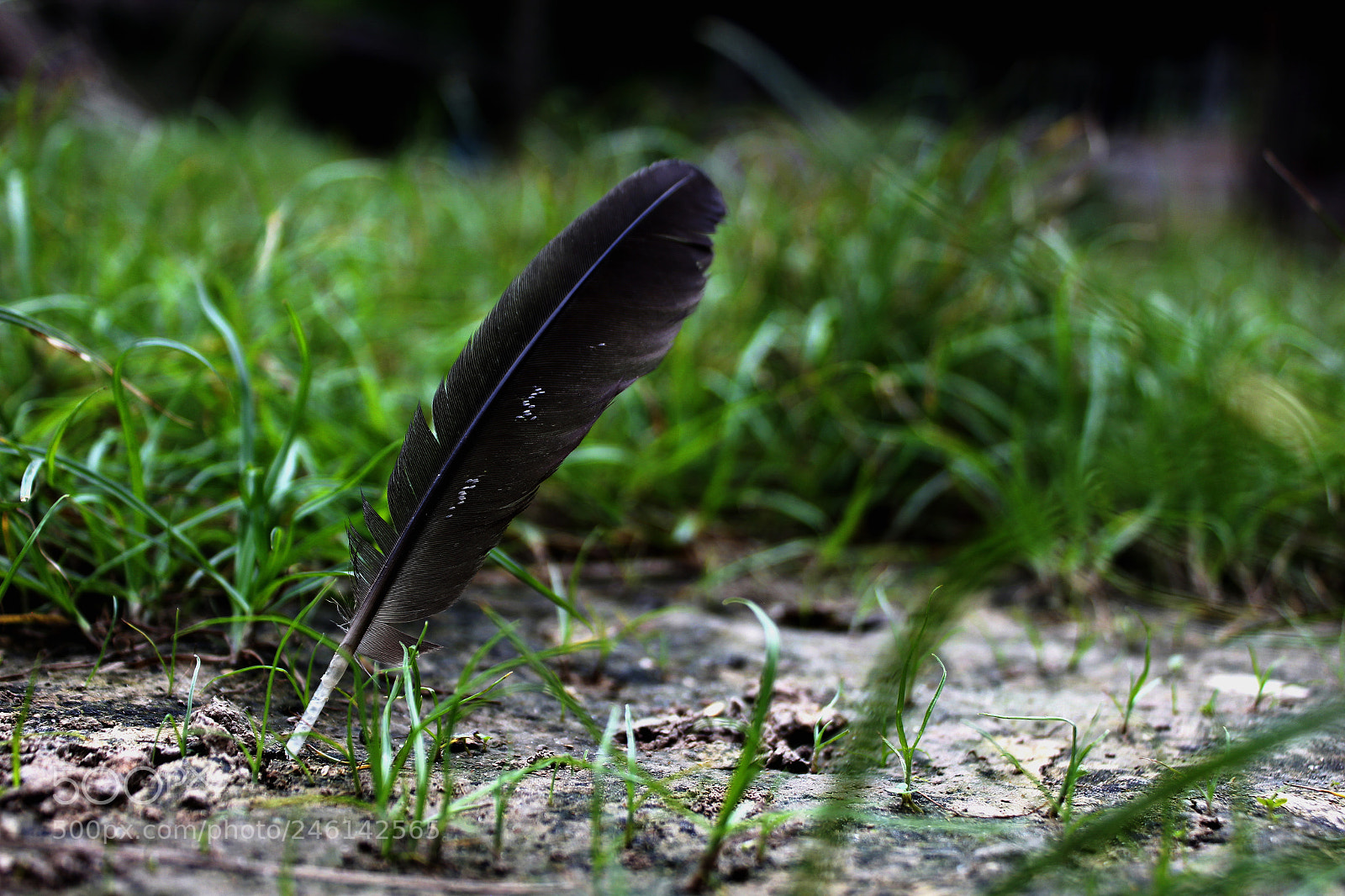 Canon EOS 600D (Rebel EOS T3i / EOS Kiss X5) sample photo. Beauty of nature photography