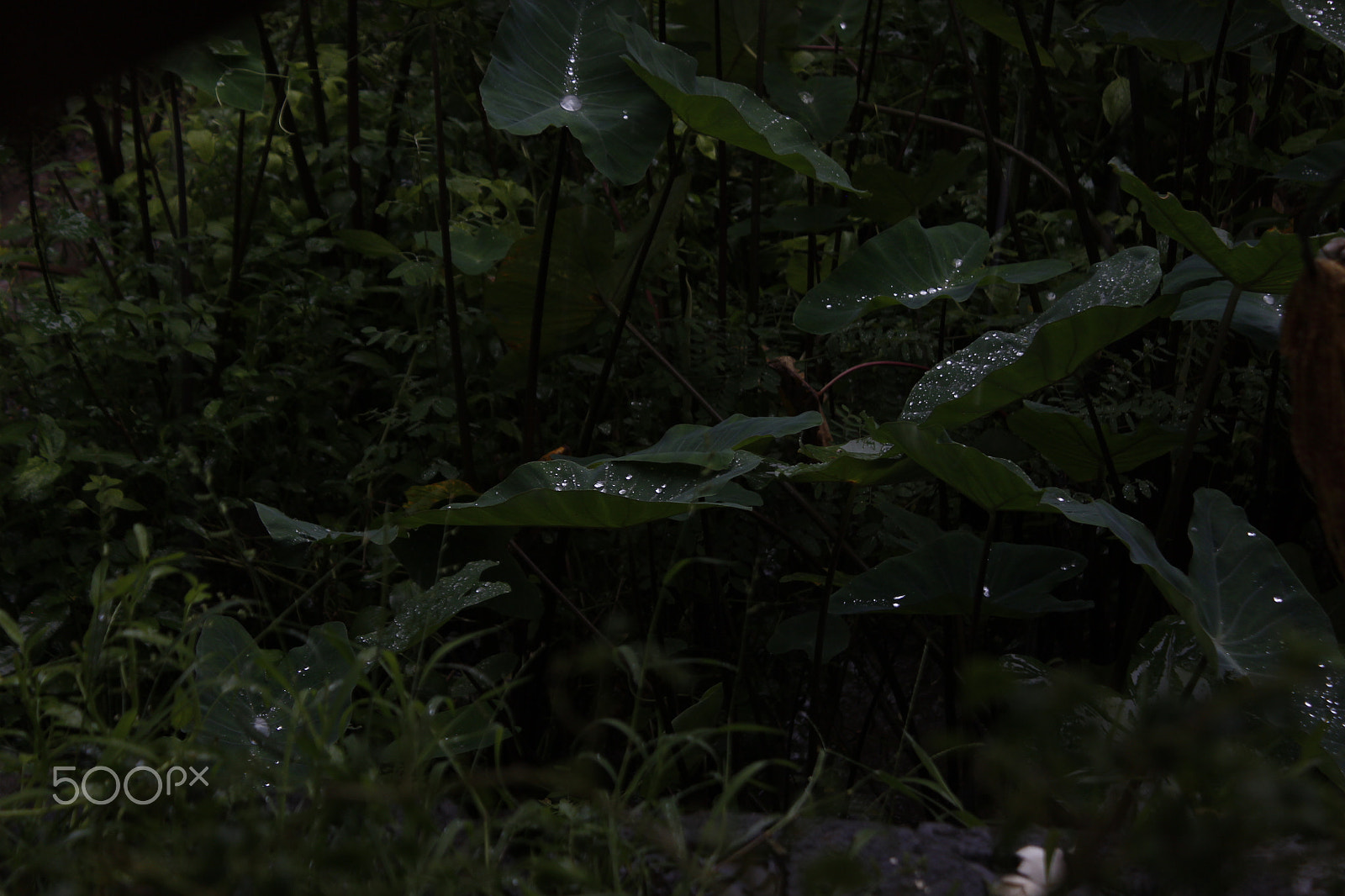 Canon EF-S 18-55mm F3.5-5.6 IS sample photo. Beauty of nature photography