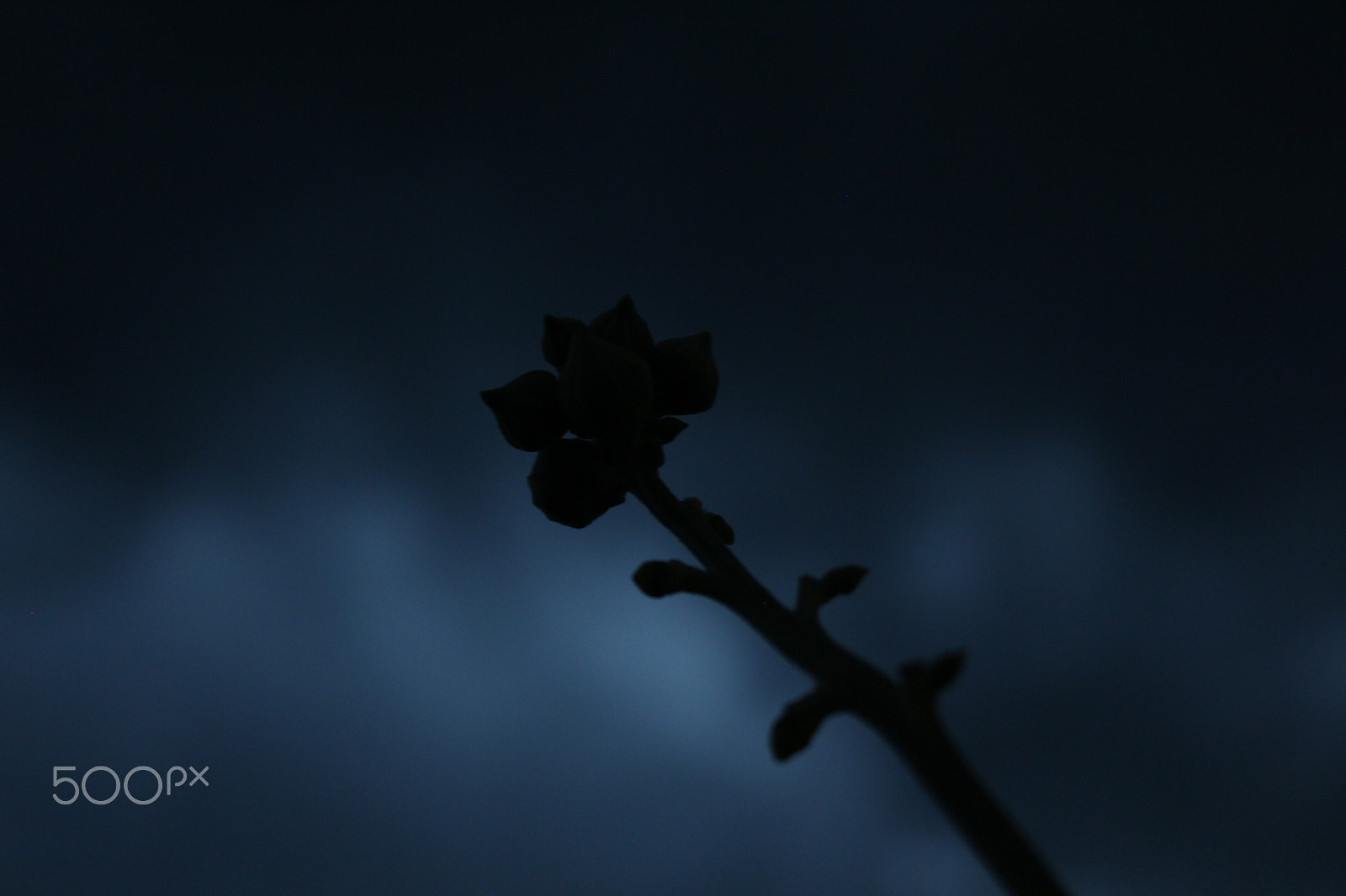 Canon EF-S 18-55mm F3.5-5.6 IS sample photo. Beauty of nature photography