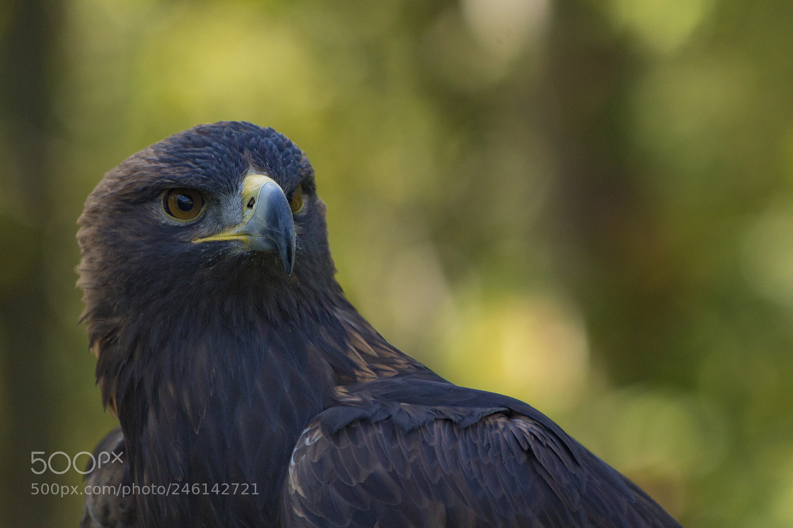 Canon EOS 650D (EOS Rebel T4i / EOS Kiss X6i) sample photo. Golden eagle photography