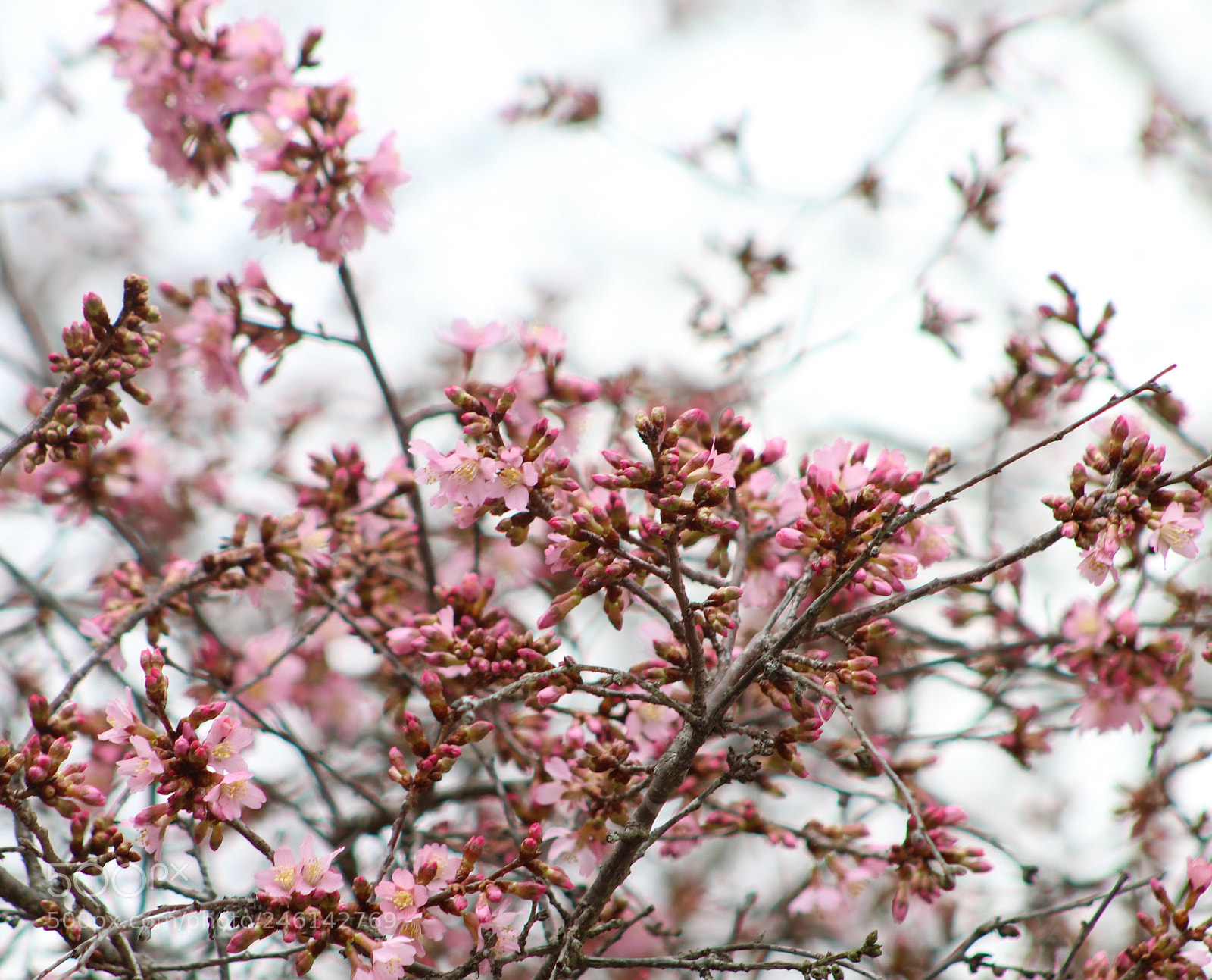 Canon EOS 80D sample photo. Early blooms photography