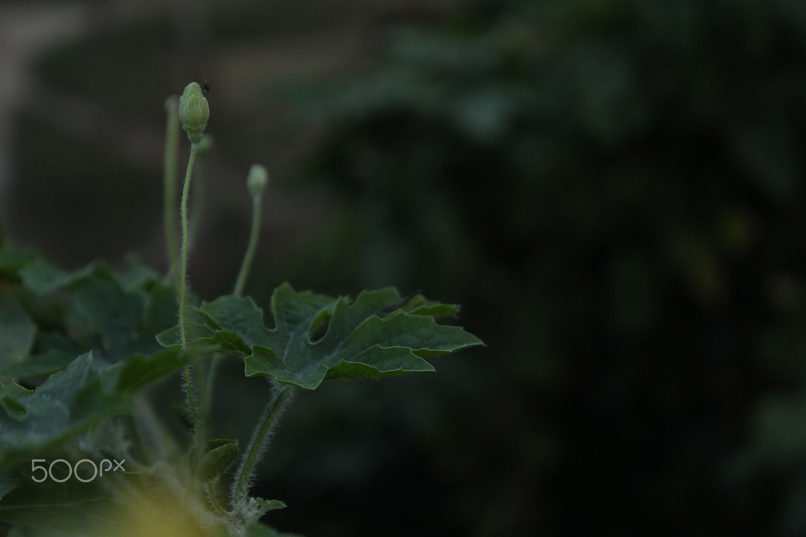 Canon EOS 600D (Rebel EOS T3i / EOS Kiss X5) sample photo. Beauty of nature photography
