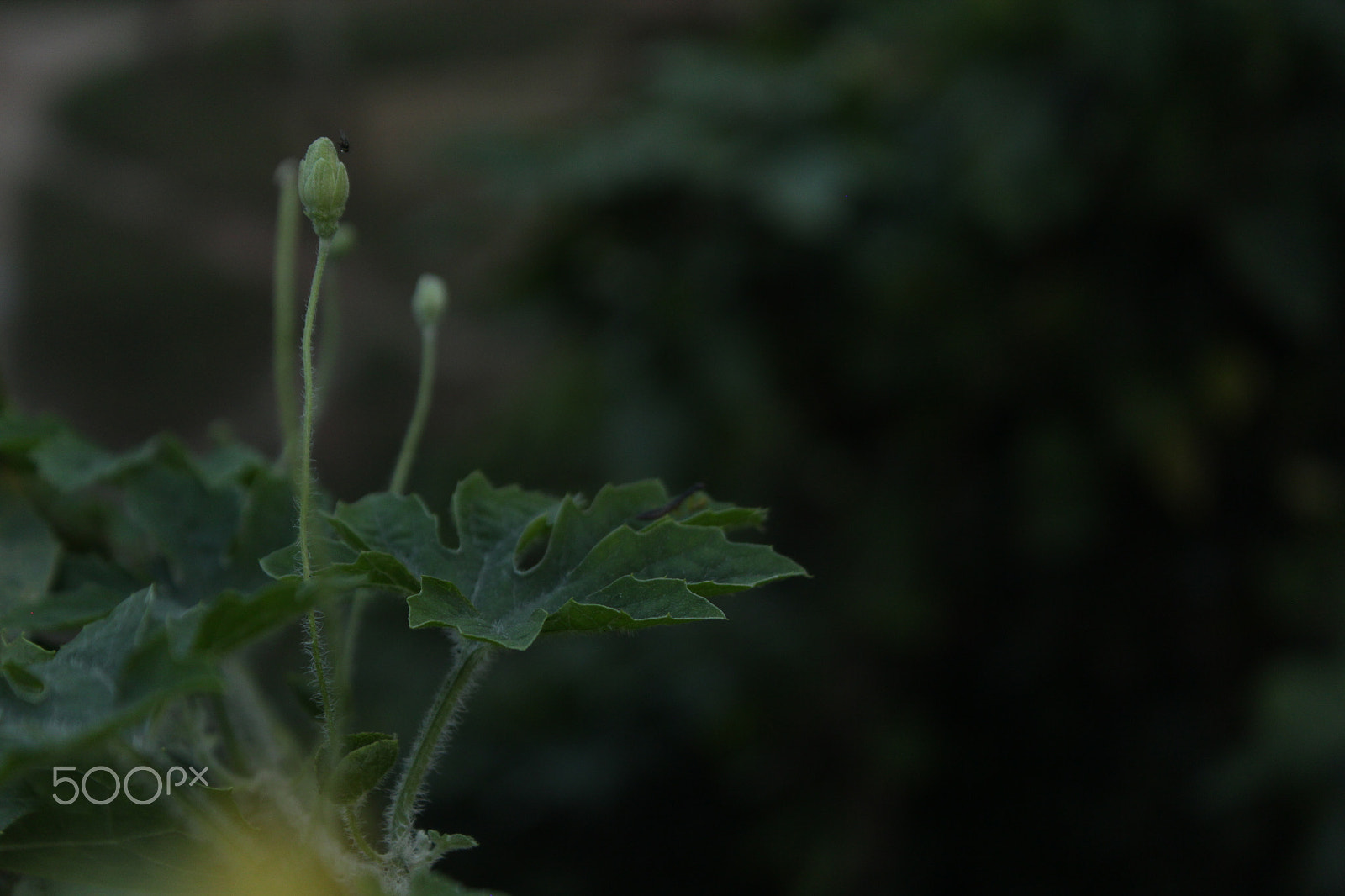 Canon EF-S 18-55mm F3.5-5.6 IS sample photo. Beauty of nature photography