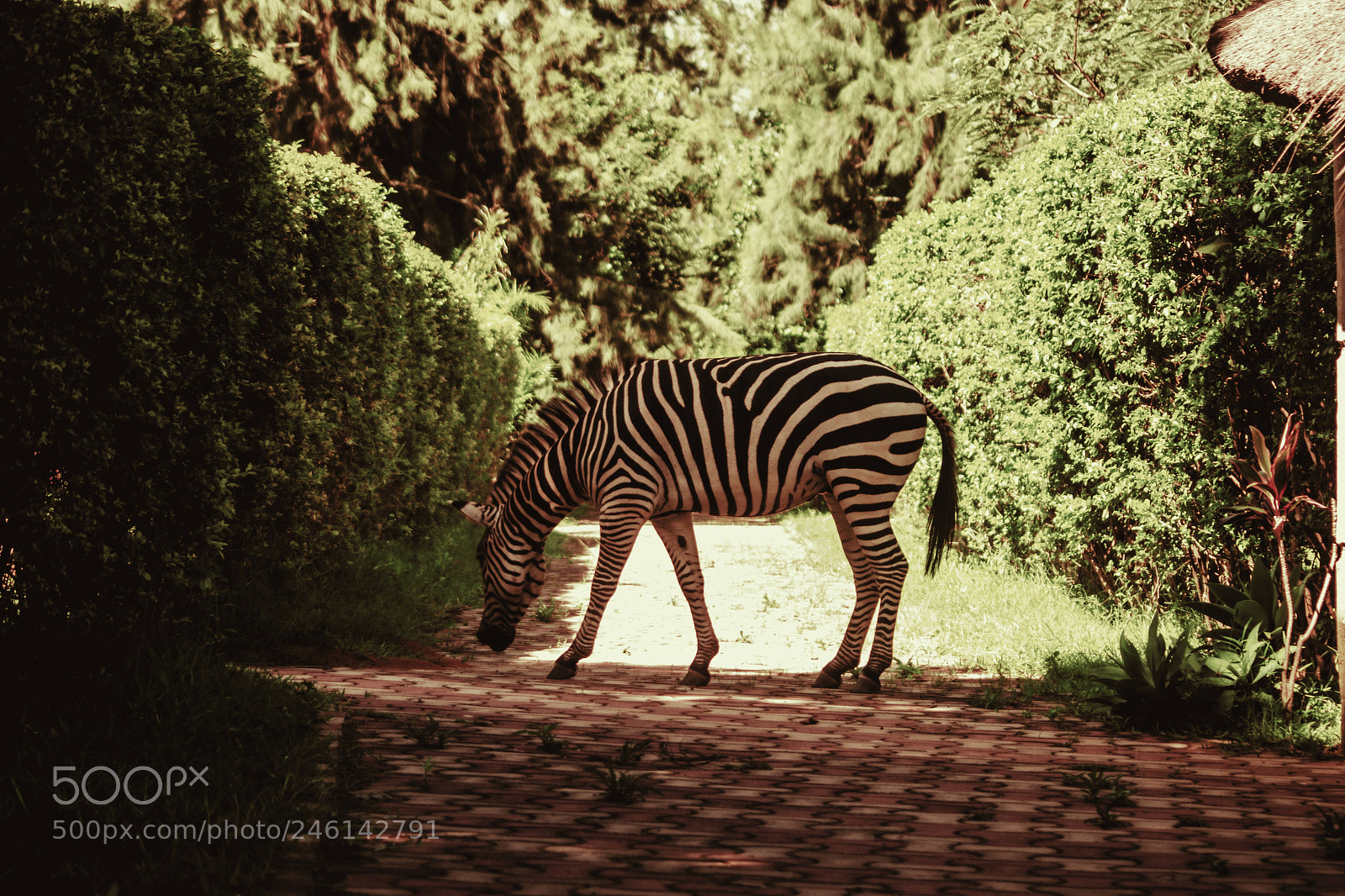 Nikon D3100 sample photo. Real life zebra photography