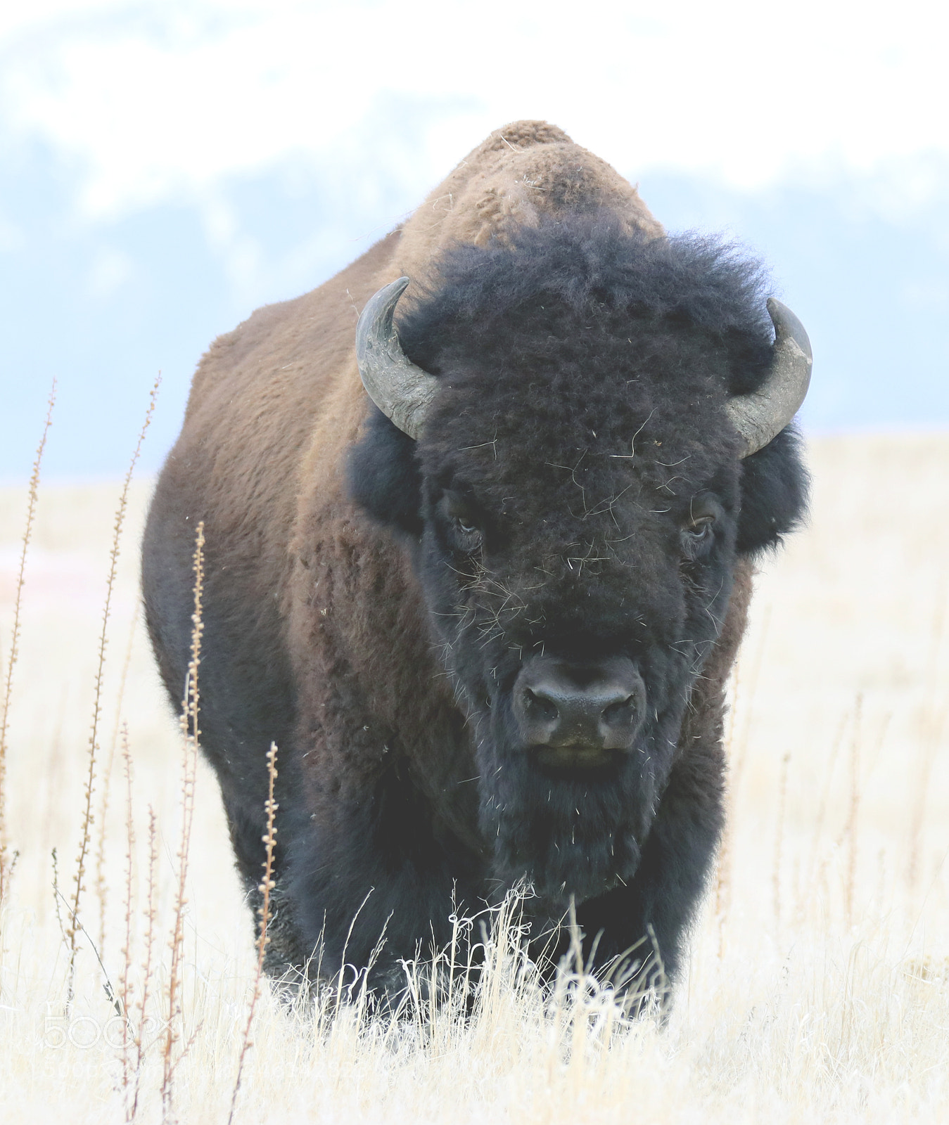 Canon EOS 80D sample photo. Bison bull photography