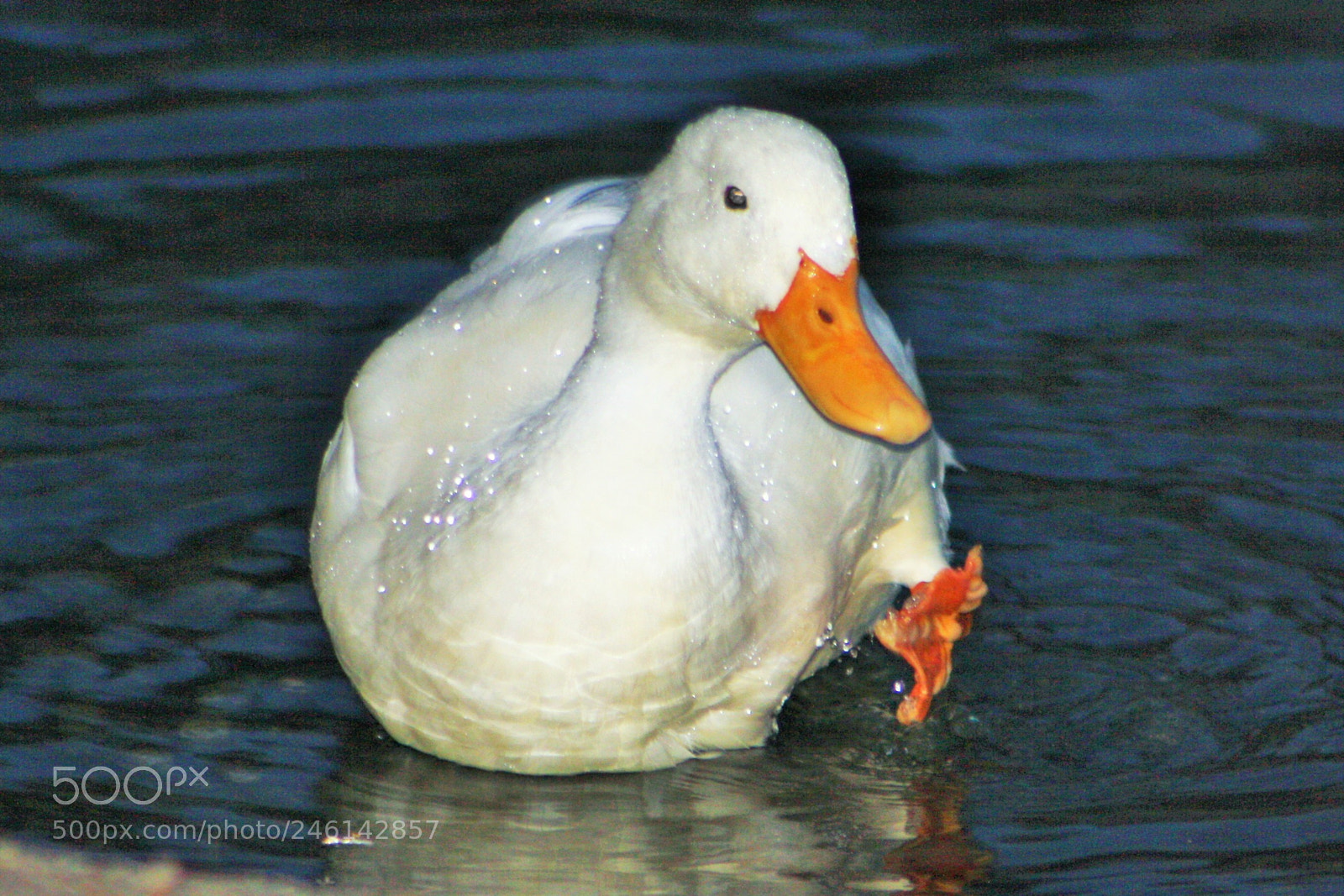 Canon EOS 1000D (EOS Digital Rebel XS / EOS Kiss F) sample photo. Swimming beauty photography