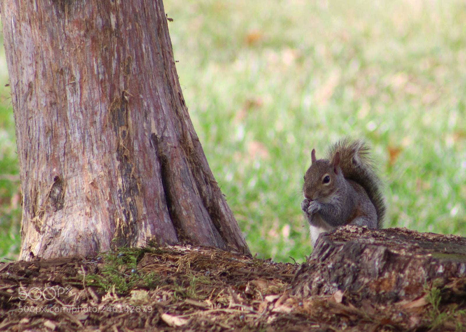 Canon EOS 80D sample photo. Squirrely photography