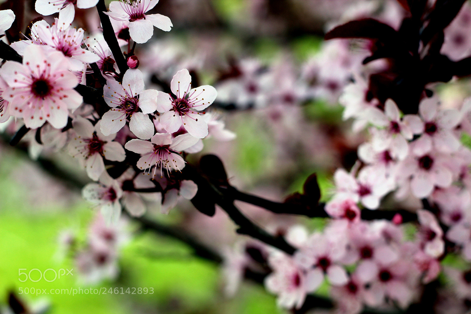 Canon EOS 600D (Rebel EOS T3i / EOS Kiss X5) sample photo. Beauty of nature photography