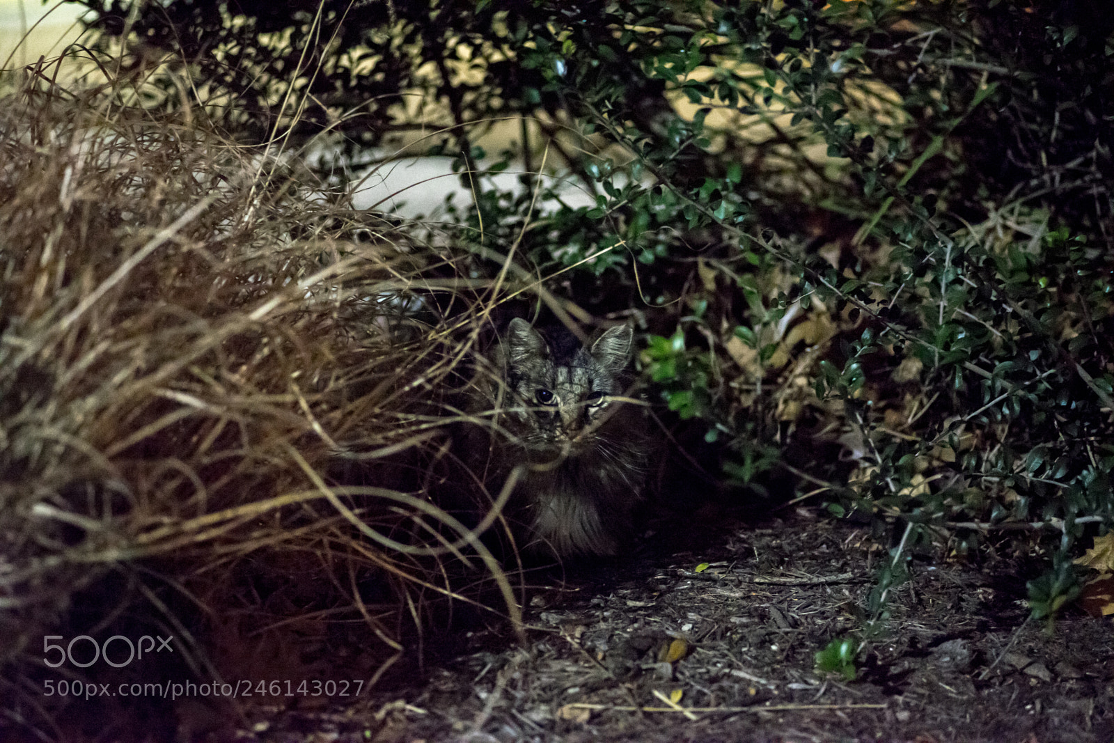 Sony a7 II sample photo. Catmouflage photography