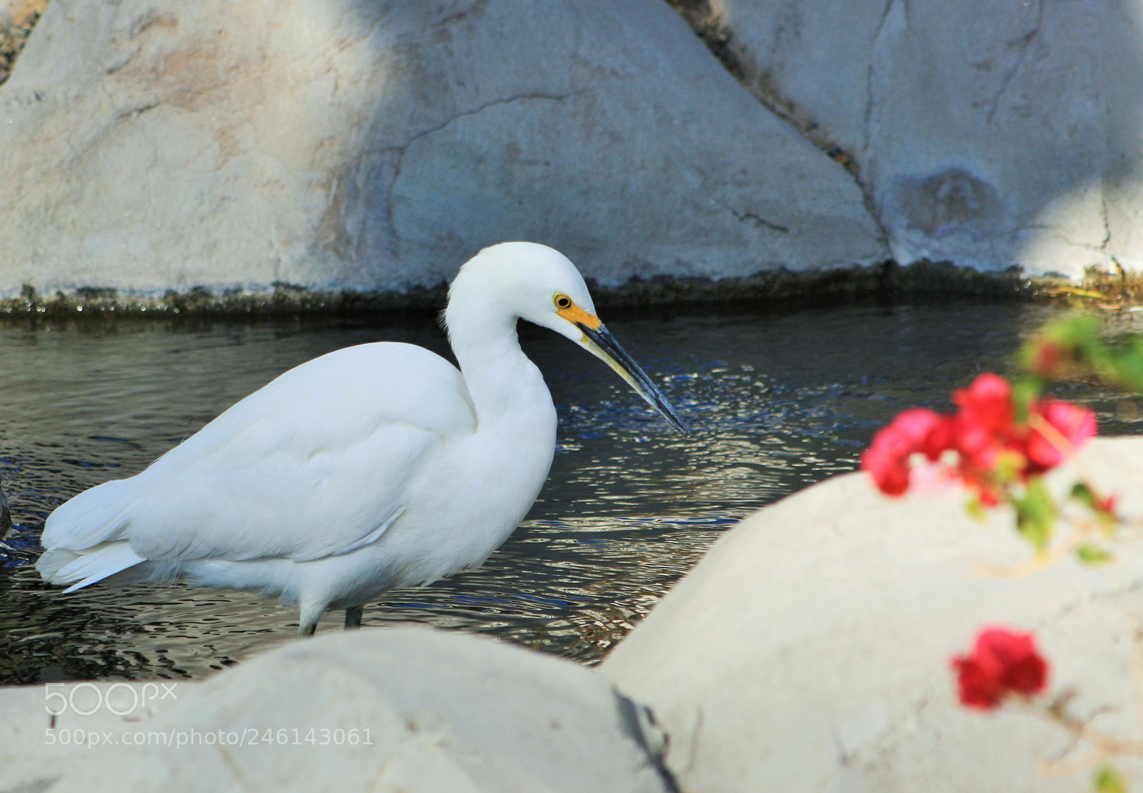 Canon EOS 1000D (EOS Digital Rebel XS / EOS Kiss F) sample photo. (egret) photography