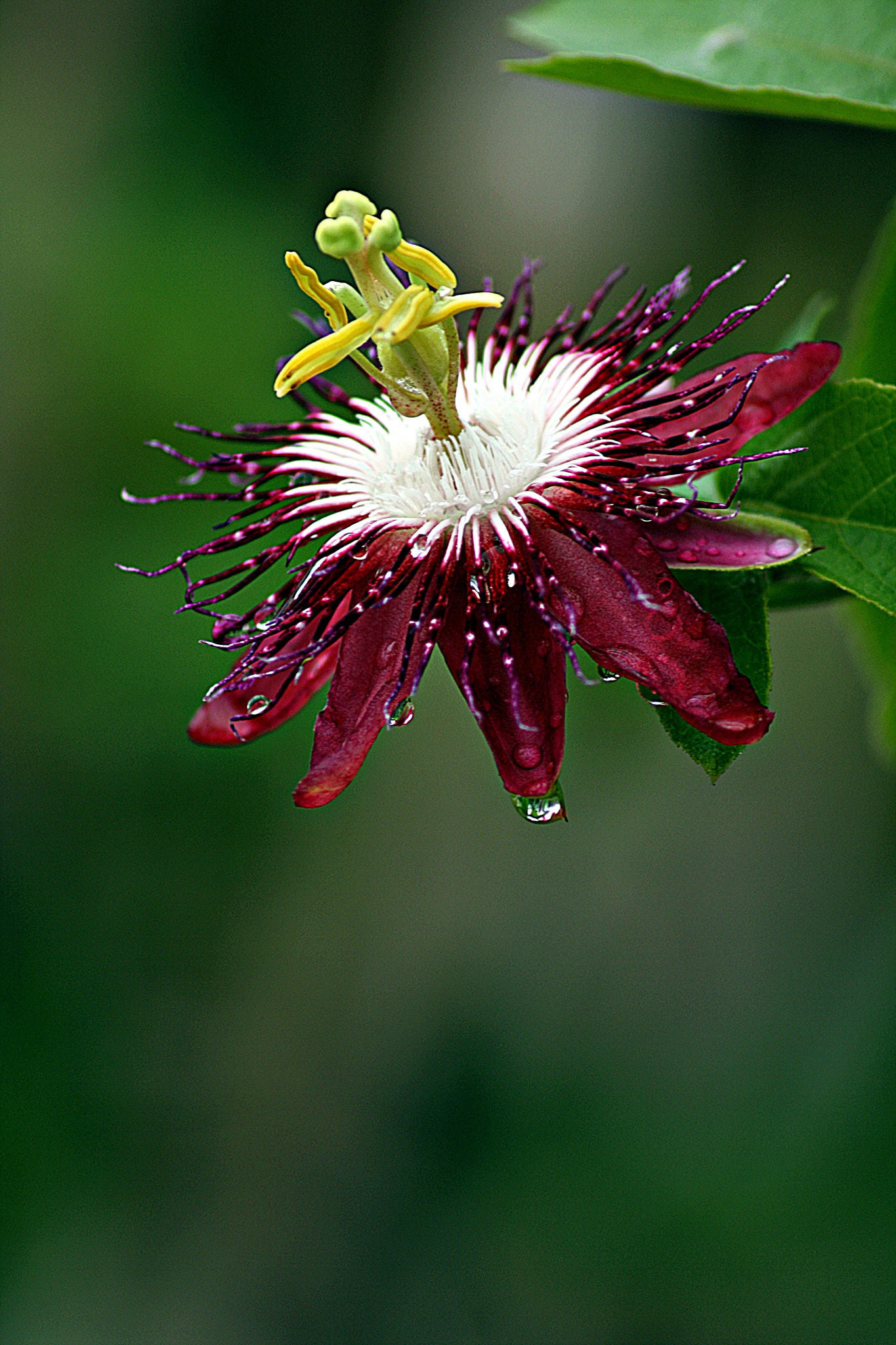 Canon EOS 1000D (EOS Digital Rebel XS / EOS Kiss F) sample photo. Morning dew photography