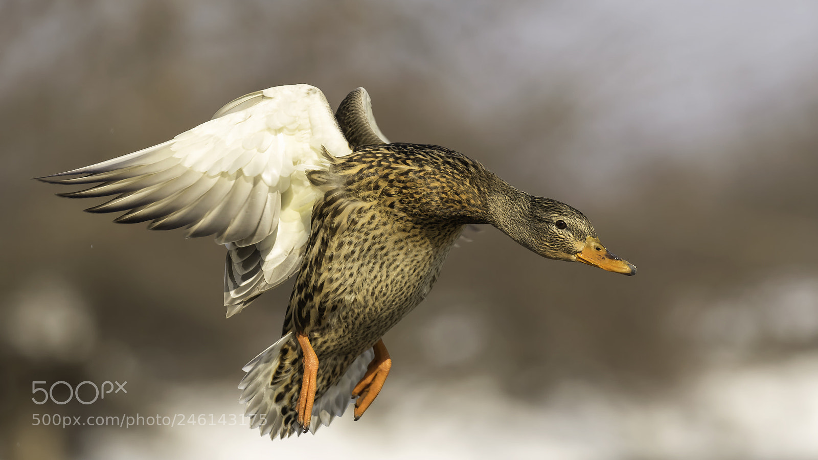 Canon EOS 7D Mark II sample photo. Female mallard photography